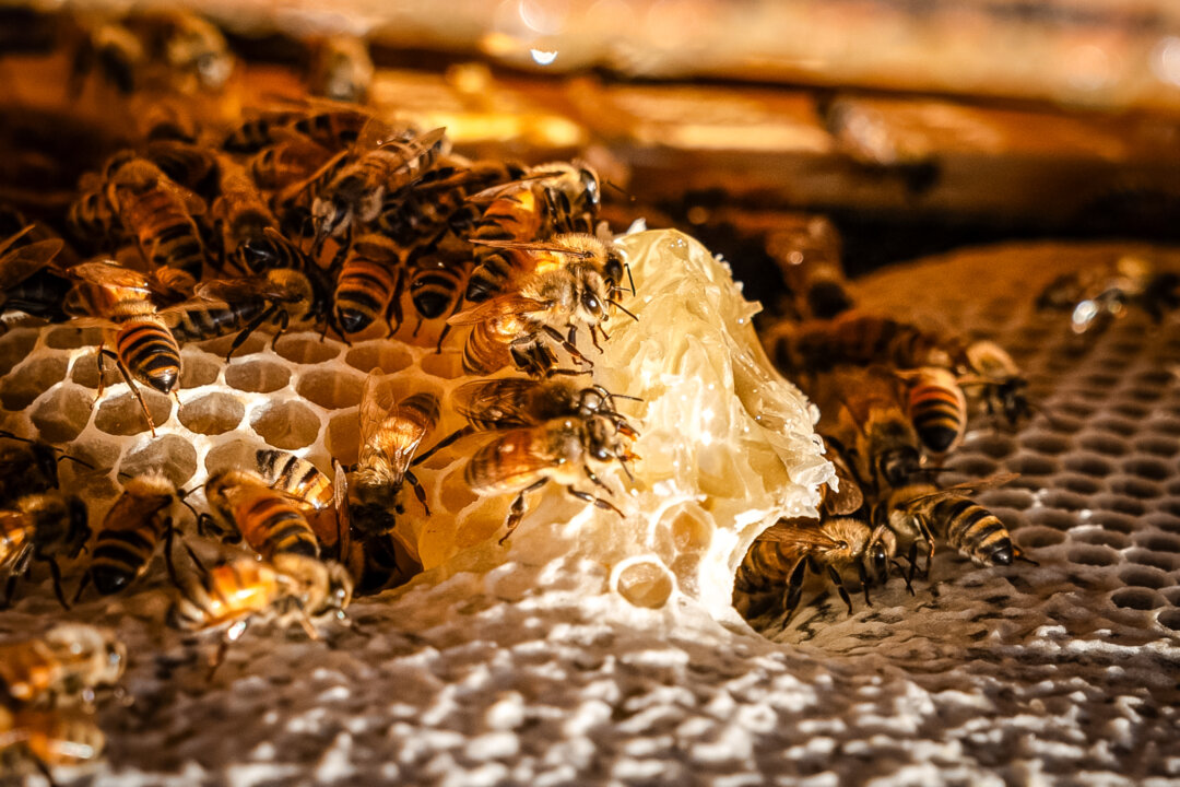 NextImg:Record US Honey Bee Losses and What Mite Be Behind Them