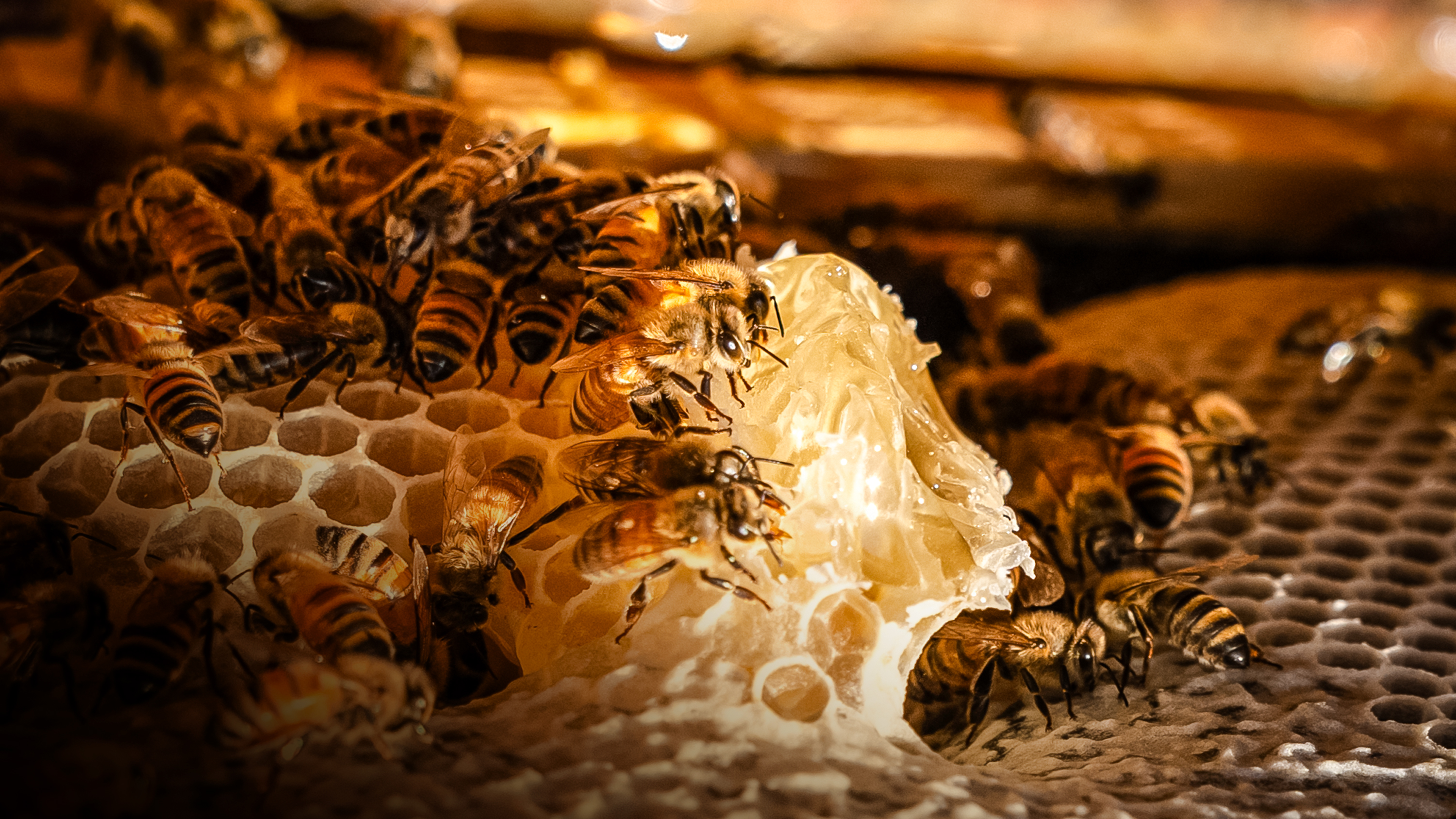 Record US Honey Bee Losses and What Mite Be Behind Them