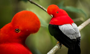Photographer Captures the Elusive and Dazzling ‘Cock-of-the-Rock’ in South American Cloud Forests