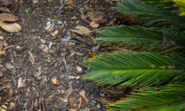 The Most Advanced Agricultural Technology Is Alive