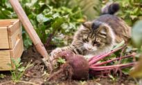Keep Mothballs Out of the Garden