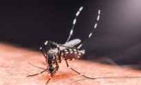 Chinese Regime Imposes COVID-Style Controls Amid Chikungunya Outbreak
