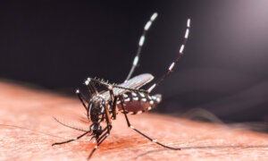 Chinese Regime Imposes COVID-Style Controls Amid Chikungunya Outbreak