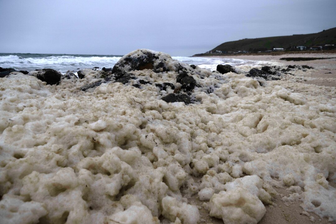 Albanese to Visit South Australia Over Algal Bloom Crisis