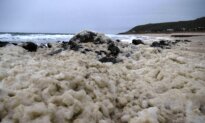 Adelaide to Host National Algae Testing Lab After Toxic Bloom Devastates Marine Life