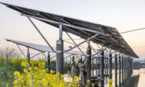 China Sets Steep Duties on Canadian Canola Imports, Opens New Probe