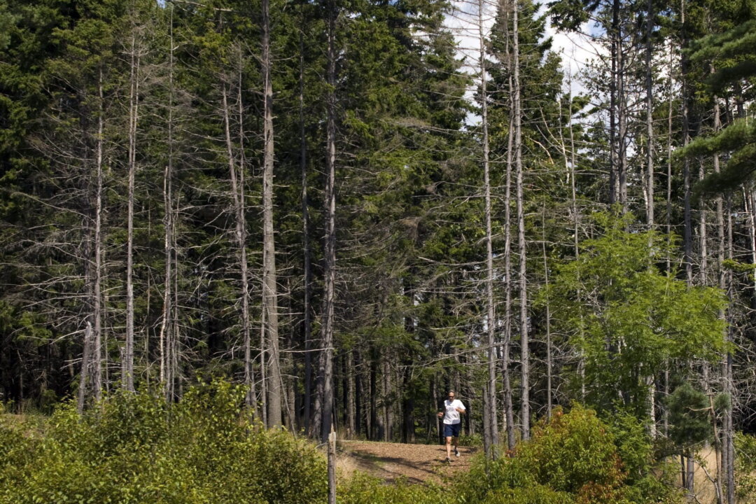 NS Man Gets $28,000 Ticket on Purpose for Walk in Woods to Challenge Provincial Restrictions