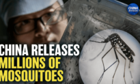 China’s Mosquito Factory Releases Millions of Mosquitoes; Virologist Raises Alarm
