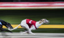Greyhound Ban Could Cut Jobs in Feed, Fuel and Dog Homing Industries: Trainer