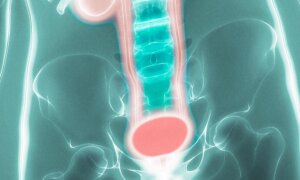 Spinal Cord’s Role in Urination Mapped, Opening Door to Incontinence Treatments