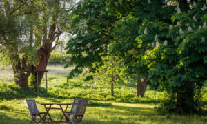 How to Eliminate Those Pesky Ants From Your Driveway and Garden