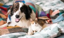 38 Great Finds for Dog and Cat Owners