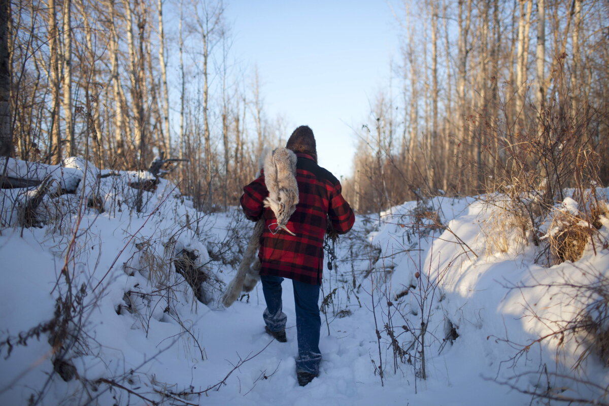 Trapper Ken Cowles holds a lynx pelt along with a trap near his home in Mulhurst Bay Alberta, Friday Dec. 21, 2012. THE CANADIAN PRESS/Jason Franson