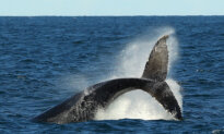 Locals Warn Offshore Wind Zone 10 Times the Size of Singapore a Threat to Whale Nursery