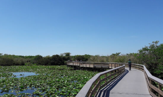 Take Lessons From Nature at Everglades National Park
