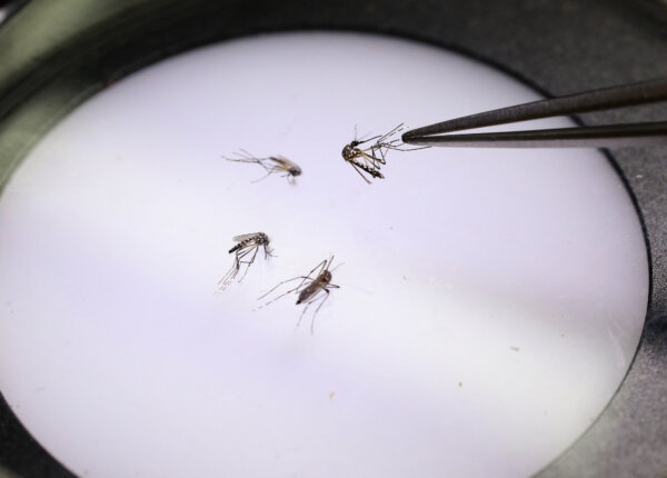 FDA Suspends License for Chikungunya Vaccine