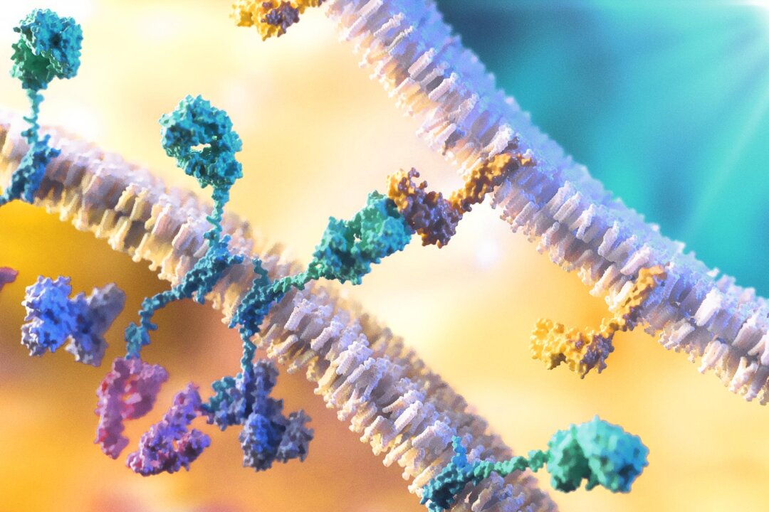 TCR-Engineered T Cells Eradicate Multiple Solid Tumors Targeting β-Catenin Mutation