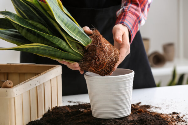 Repotting Houseplants