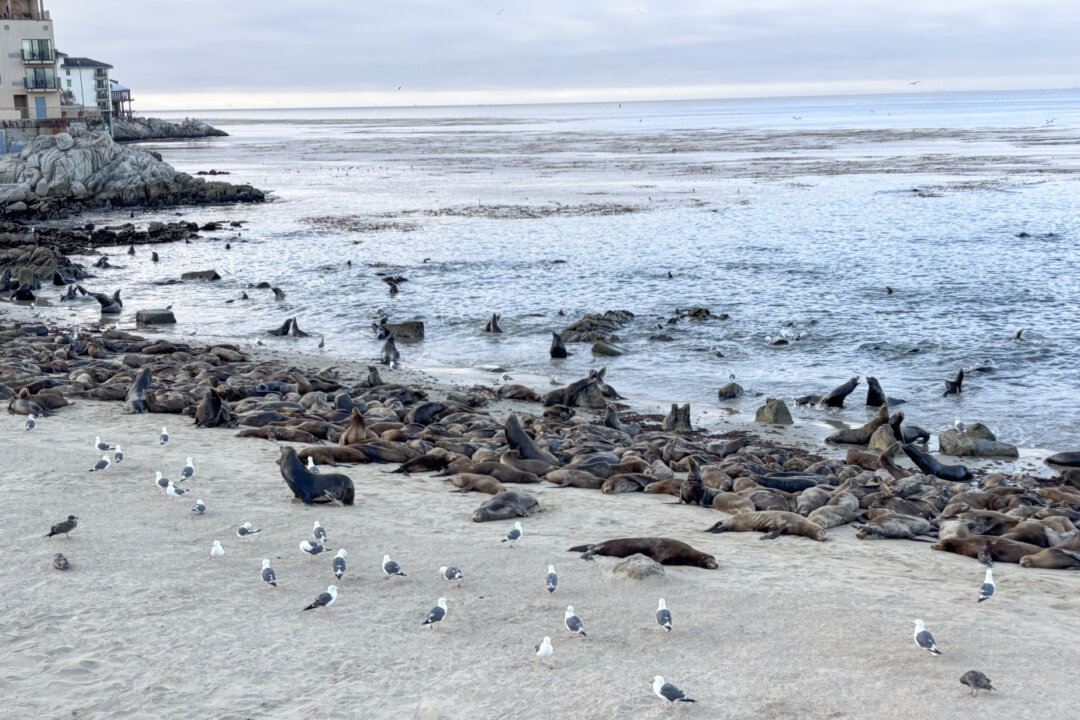 Monterey Beach Temporarily Closed Due to Sea Lion Takeover