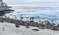 Monterey Beach Temporarily Closed Due to Sea Lion Takeover