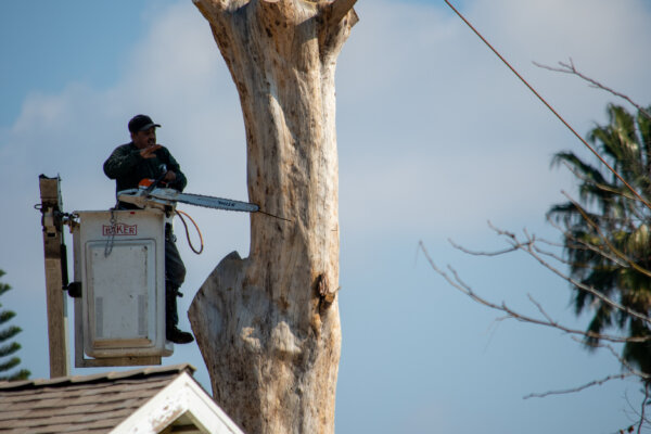 Ask Angi: Should I Hire a Tree Service?