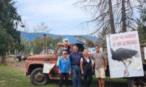 BC Ostrich Farm’s Fate Hangs in the Balance as It Weighs Next Step