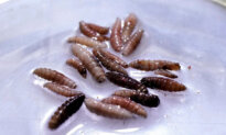 USDA Opens Mexican Facility for Controlling Spread of Flesh-Eating New World Screwworm