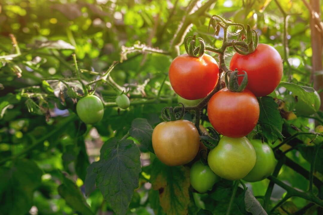 Tomatoes that ripen on the vine taste better than tomatoes picked too early. (Ton Photographer 4289/Shutterstock)