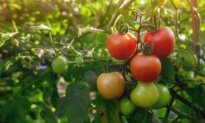 How Microplastics Can End up in Tomato Crops–Researcher Gives ‘Best’ Solution