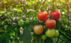 How Microplastics Can End up in Tomato Crops—Researcher Gives ‘Best’ Solution