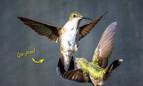 Hummingbirds Duel at Lightning-Fast Speed, Jousting in the Air—Here Are the Photos