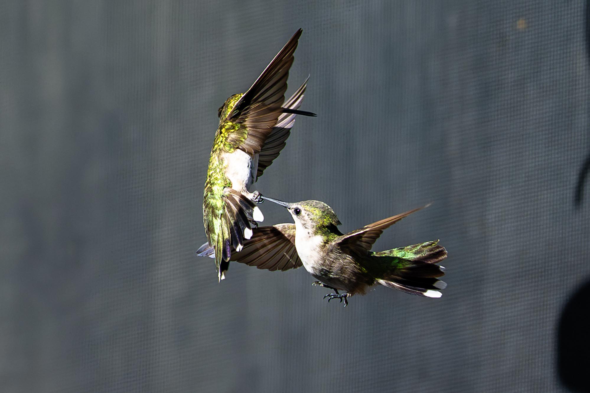 Epoch Times Photo