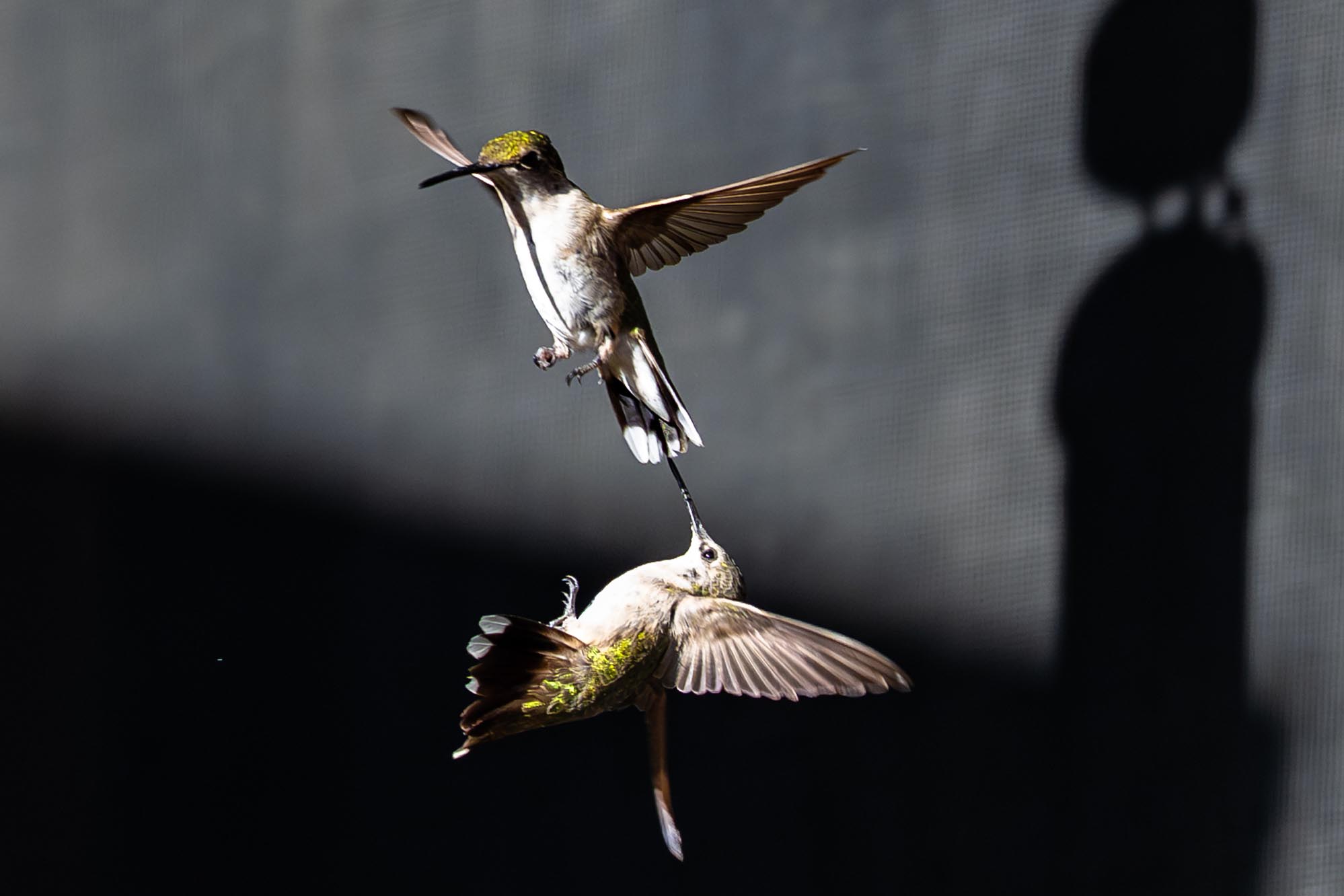 Epoch Times Photo
