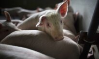 China Hits EU Pork With up to 62 Percent Tariff, Escalating Trade Dispute