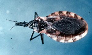 Chagas Disease, Transmitted by ‘Kissing Bugs,’ is Now Considered Endemic in the US: UCLA