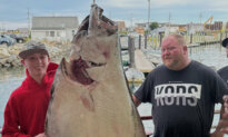 Young Man and the Sea: Teen Fishing Off New England Coast Catches Huge Halibut Bigger Than Him