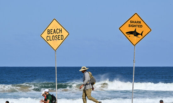 ‘Nothing Off Table’: Shark Culls on Cards After Attack