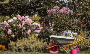 Before It Gets Too Cold: Fall Yard and Garden Prep