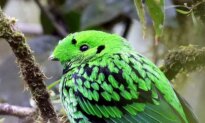 Amazing Emerald-Green Bird Found Only on the Jungle Island of Borneo: Here Are the Photos