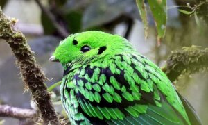 Amazing Emerald-Green Bird Found Only on the Jungle Island of Borneo: Here Are the Photos