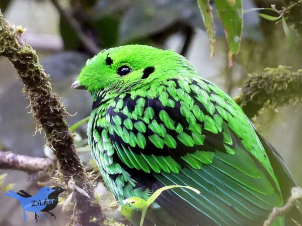 Amazing Emerald-Green Bird Found Only on the Jungle Island of Borneo: Here Are the Photos