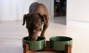 Scrub Pet’s Food and Water Bowls Daily