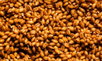 Unlocking the Surprising Health Benefits of Sprouted Grains