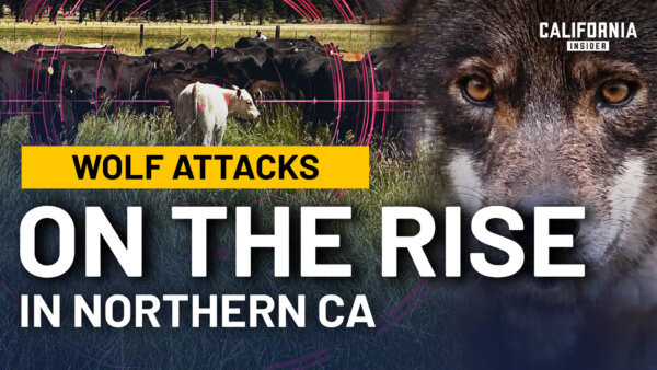 Daily Wolf Attacks Are Pushing a Northern California Community to Breaking Point