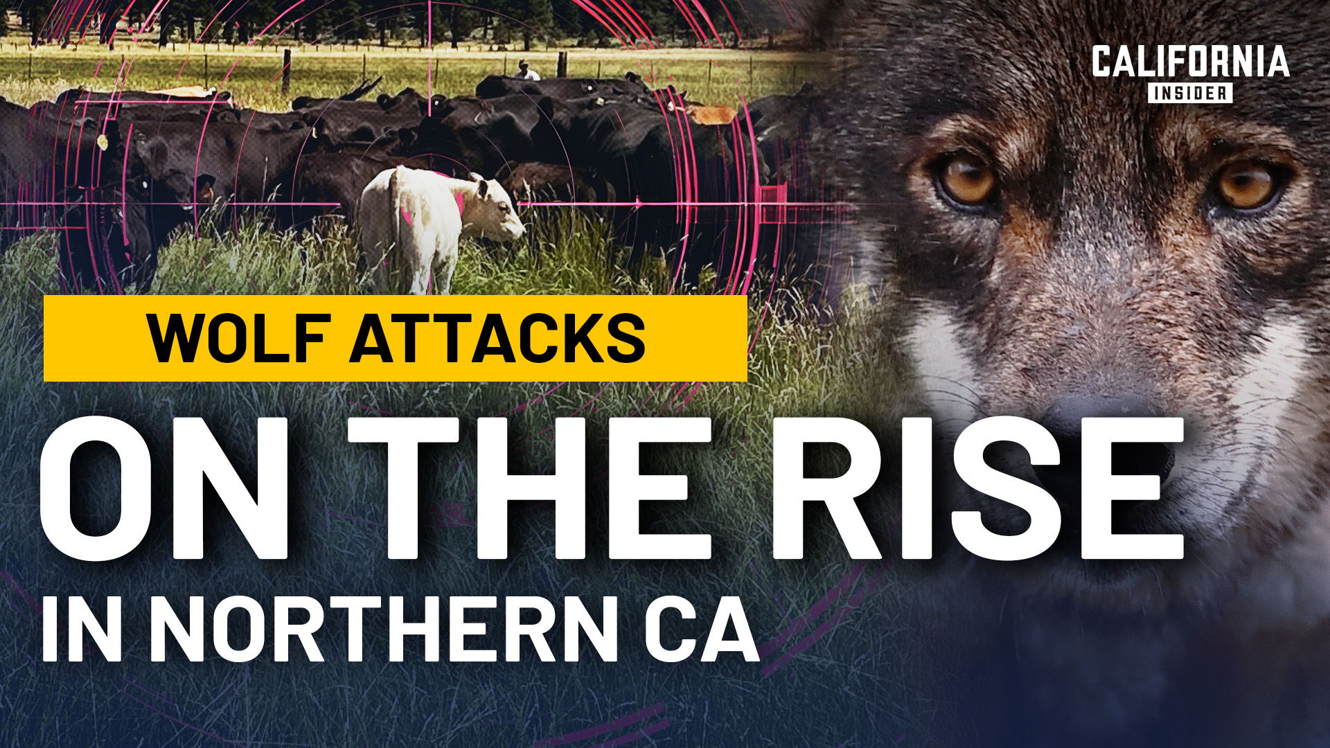 Daily Wolf Attacks Are Pushing a Northern California Community to Breaking Point