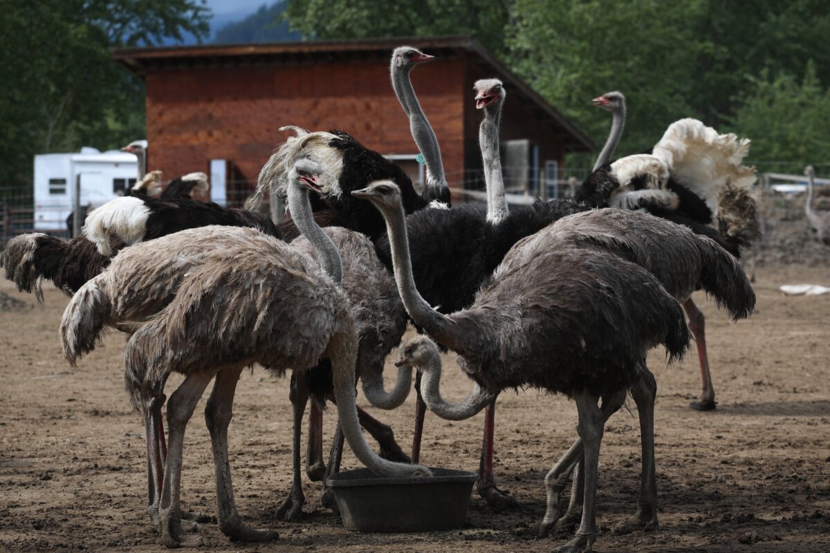 Ostriches eat their feed at the Universal Ostrich Farms in Edgewood, B.C., on May 17, 2025. (The Canadian Press/Aaron Hemens)