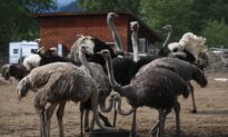 BC Ostrich Cull to Proceed After Supreme Court Refuses to Hear Appeal: CFIA