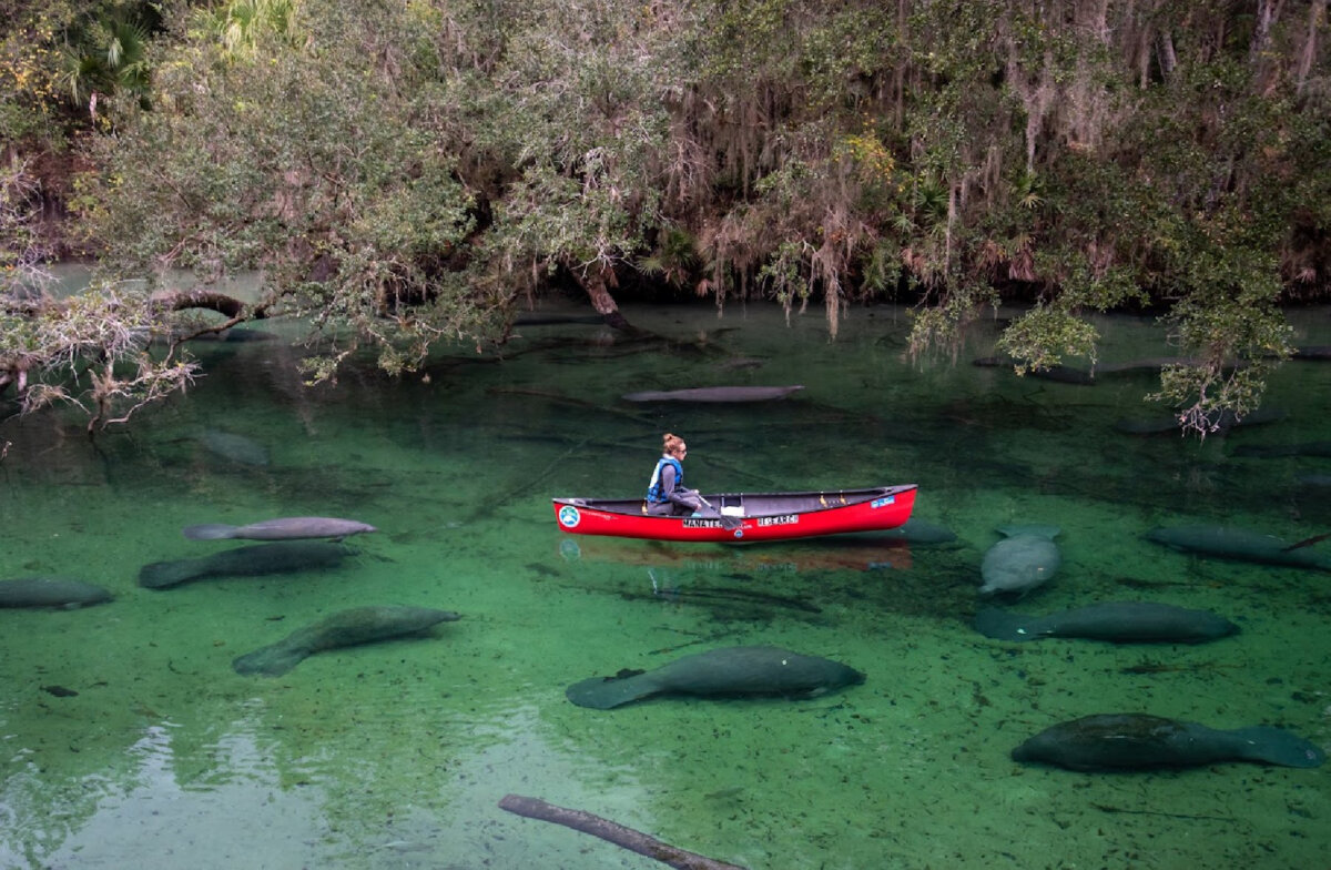 A canoer passes over an aggregation of Florida manatees. (Joe Tabb/Dreamstime)