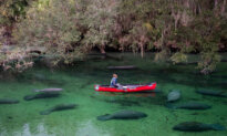 Lovable Manatees Lure Visitors to Florida