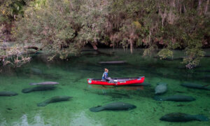 Lovable Manatees Lure Visitors to Florida